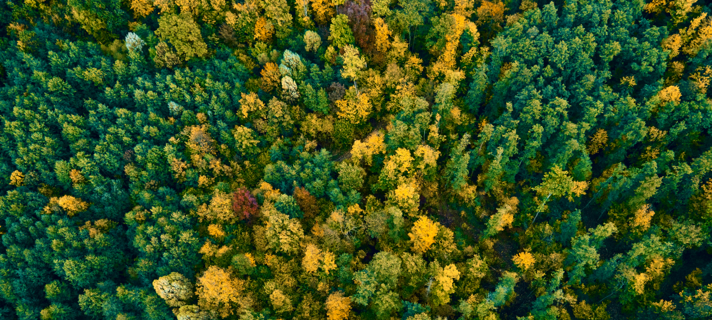 decarb-amtr-ri-detail-d