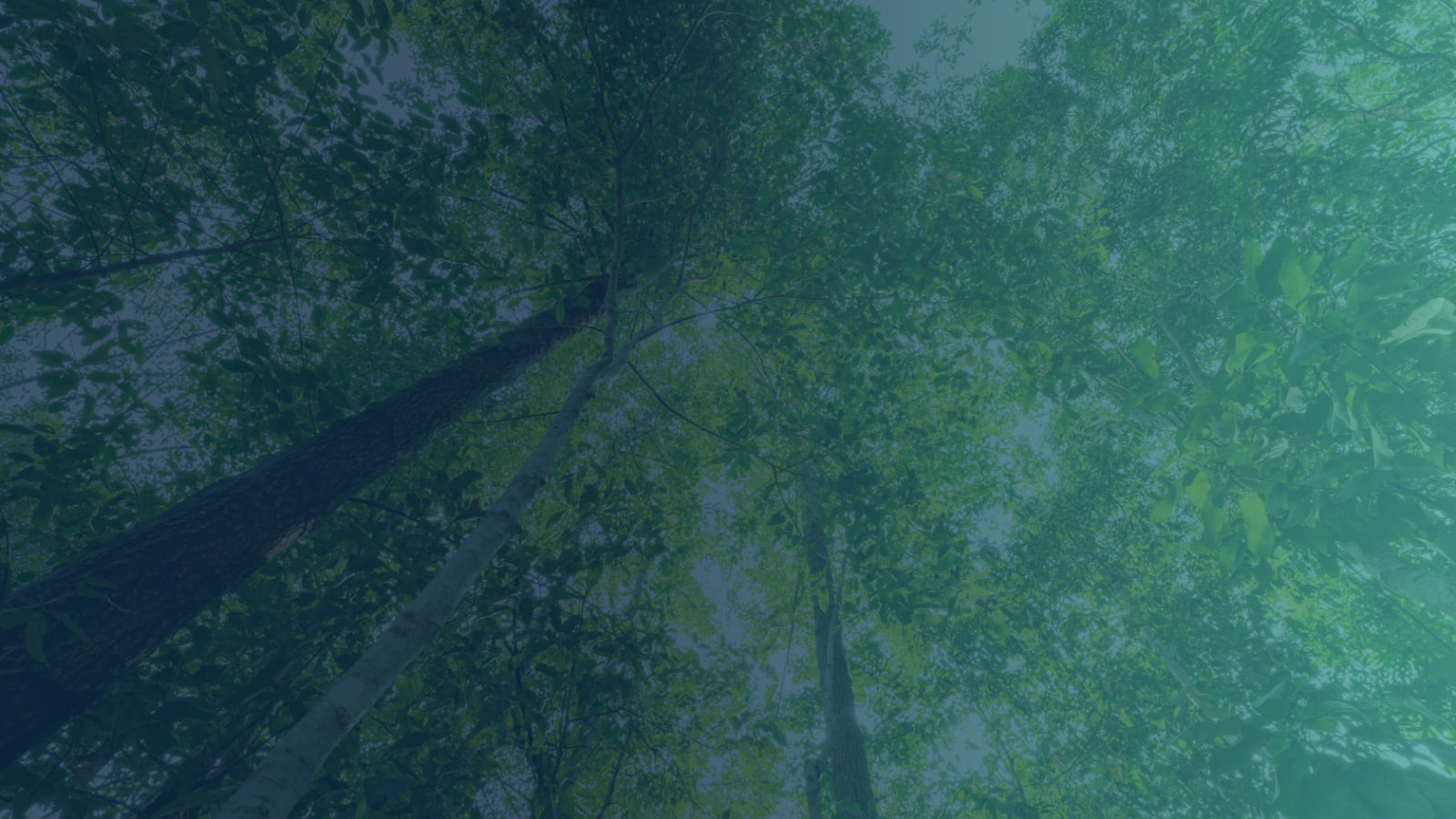 the-megatrend-effect_gradient_desktop