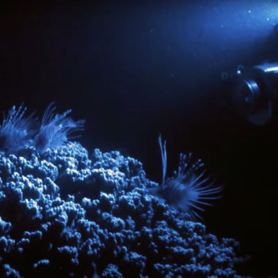 20_bringing-life-back-to-the-reef